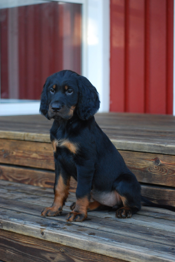 gordon setter valp