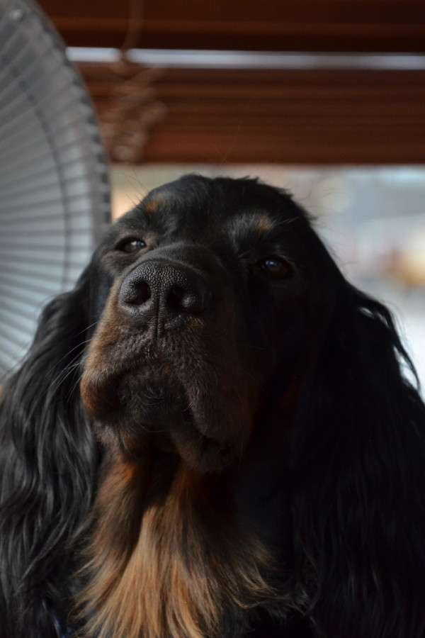 gordonsetter maj 12