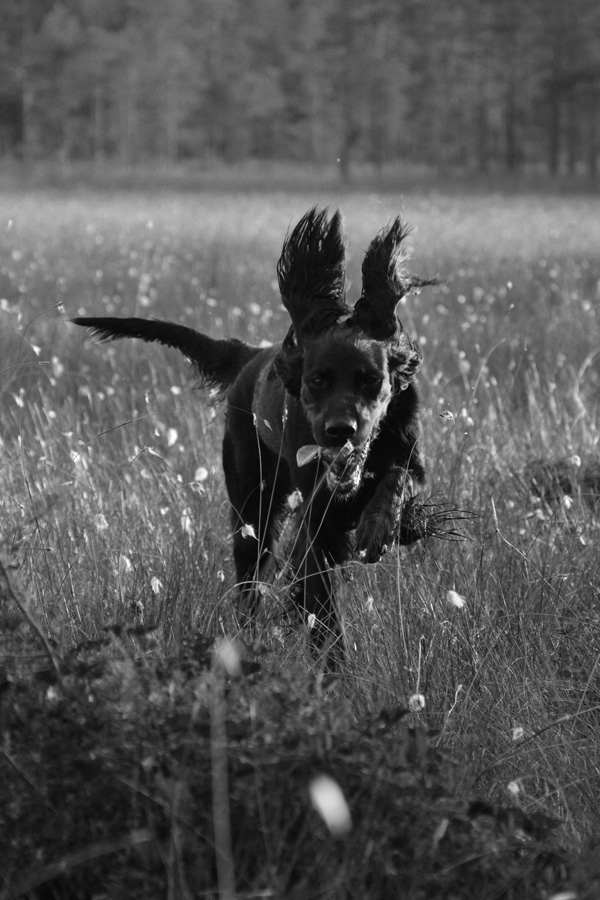gordon setter