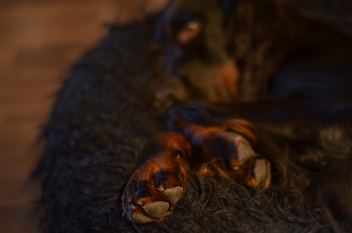 Gordonsetter