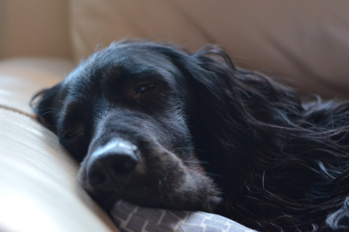 Gordonsetter