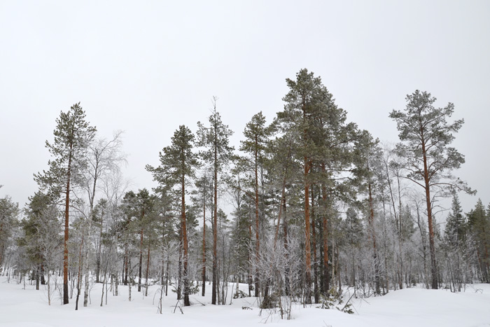 Vinter skog 