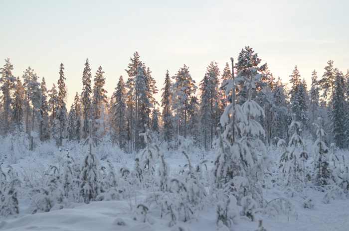 vinterskogen