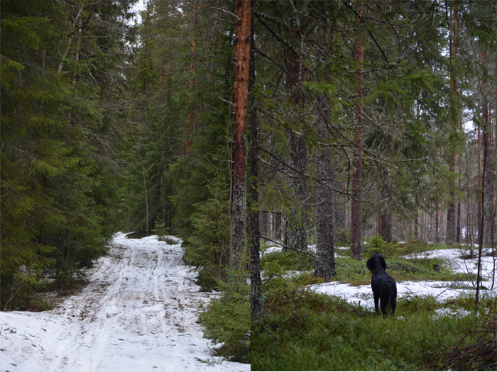 vår i skogen