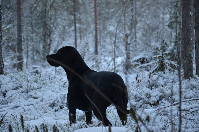 Hundbilder blandras