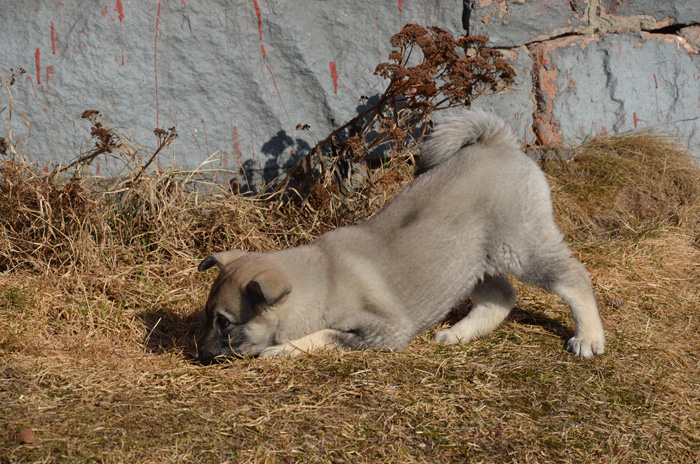 hundbilder blandrasvalp