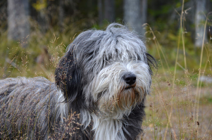 Hundbild Bearded Collie