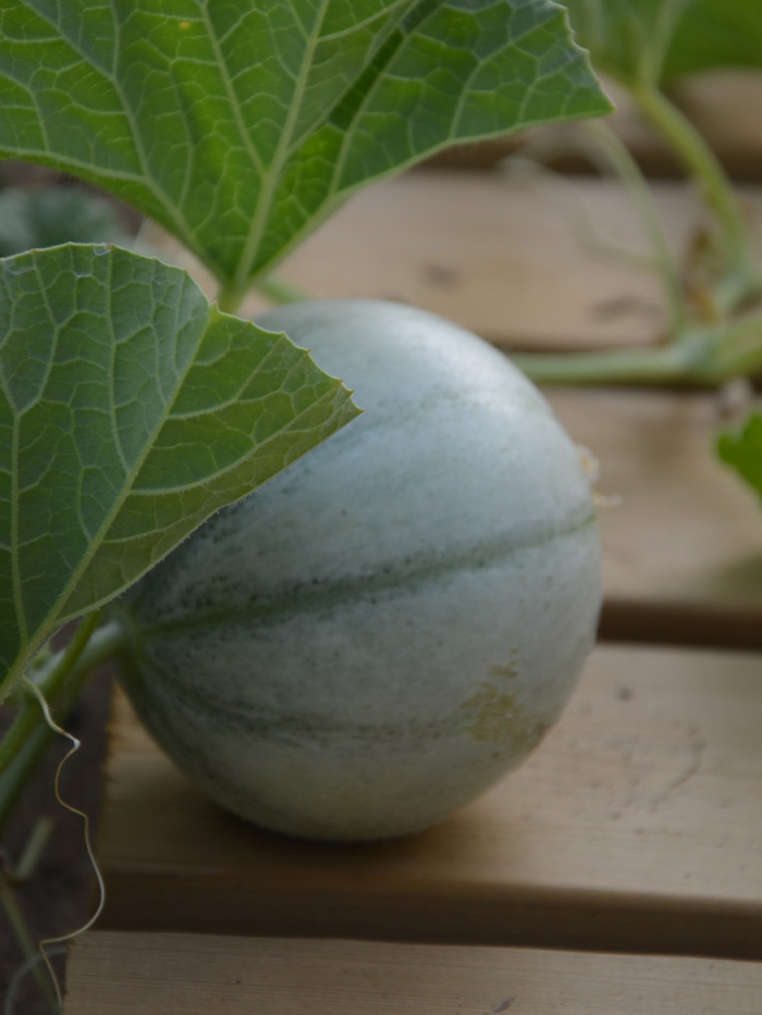 Odlingssäsong meloner