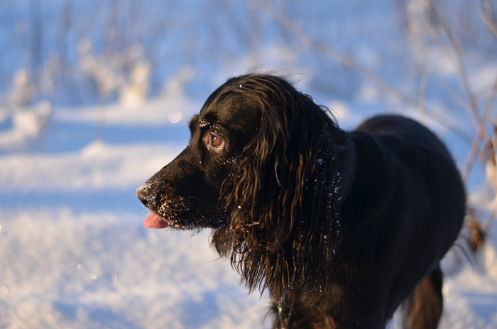 Gordonsetter