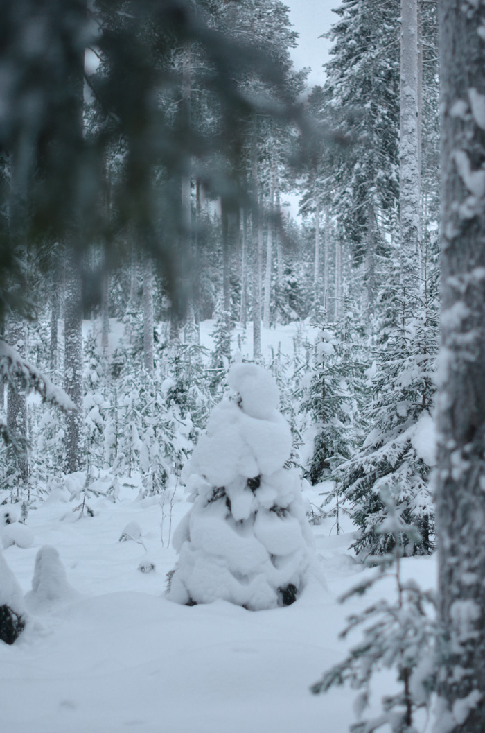 snöiga träd