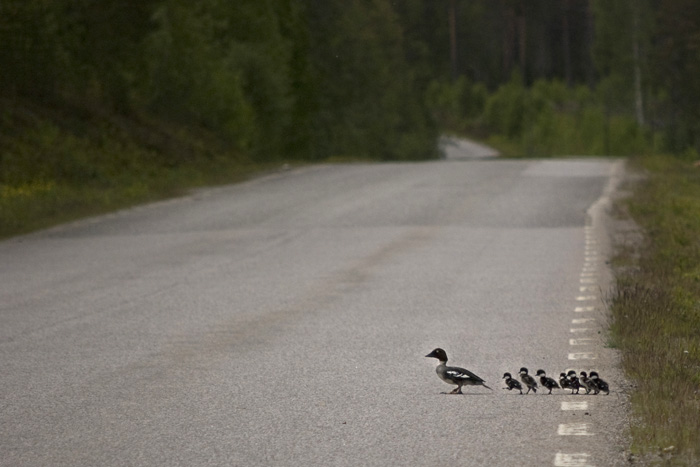 fågelbilder