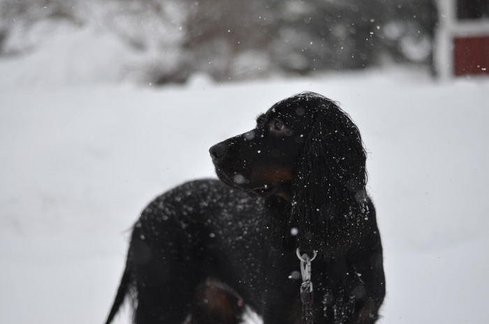 Gordonsetter