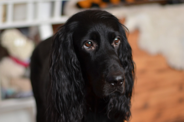 gordonsetter