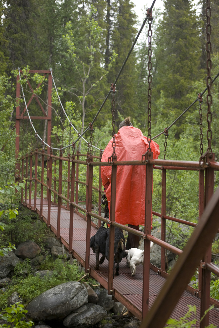 Fjällvandring hängbro