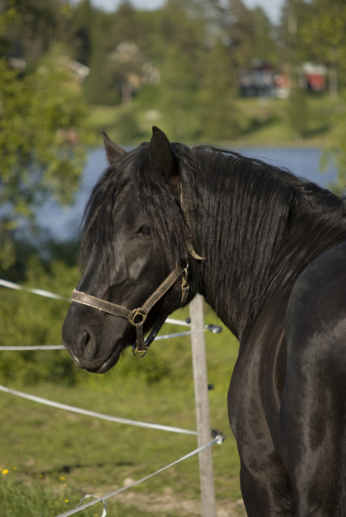 kallblodstravare hingst