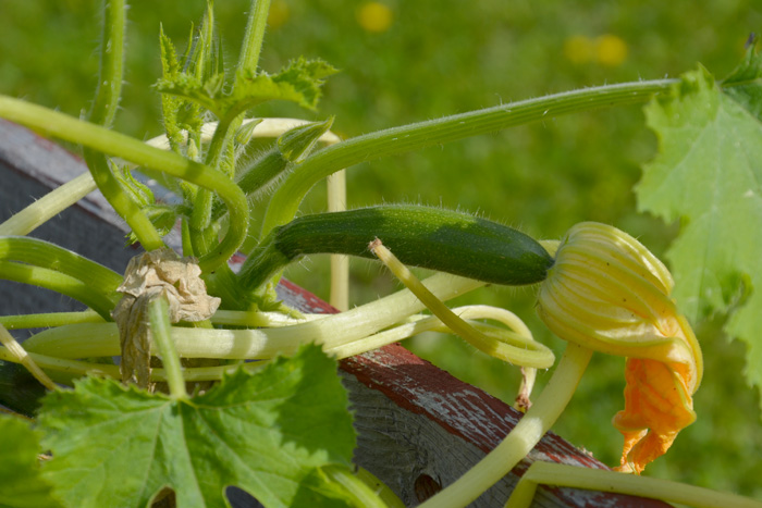 odla squash