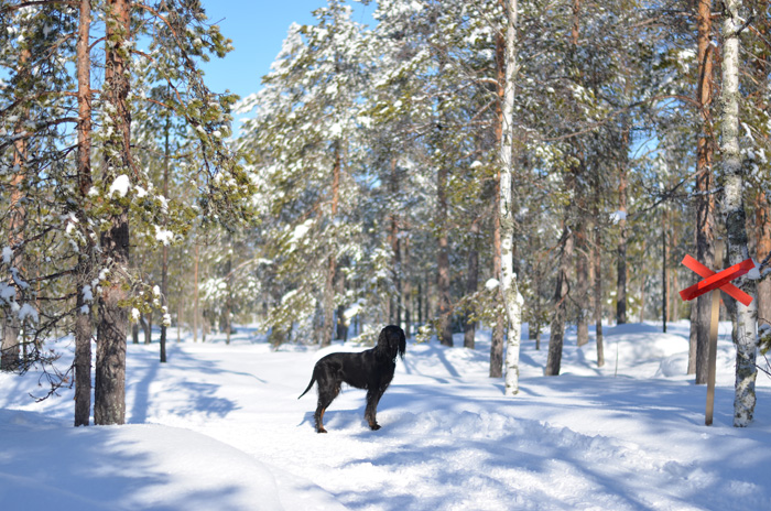 vårvinter