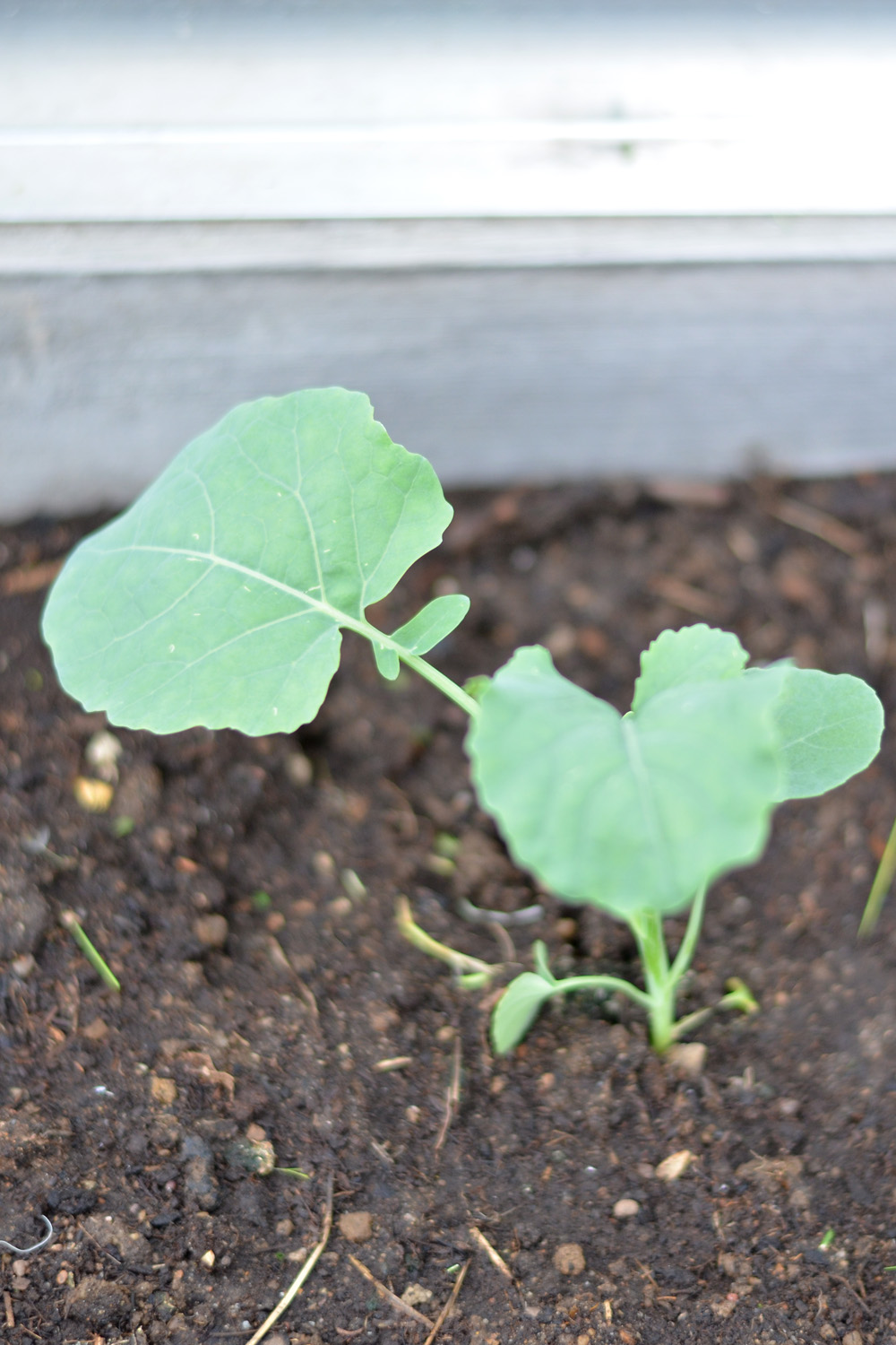 utplantering broccoli