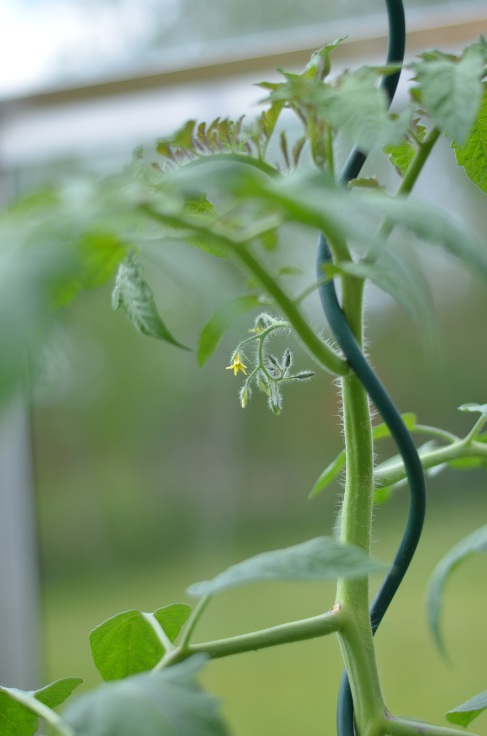 tomatplanta