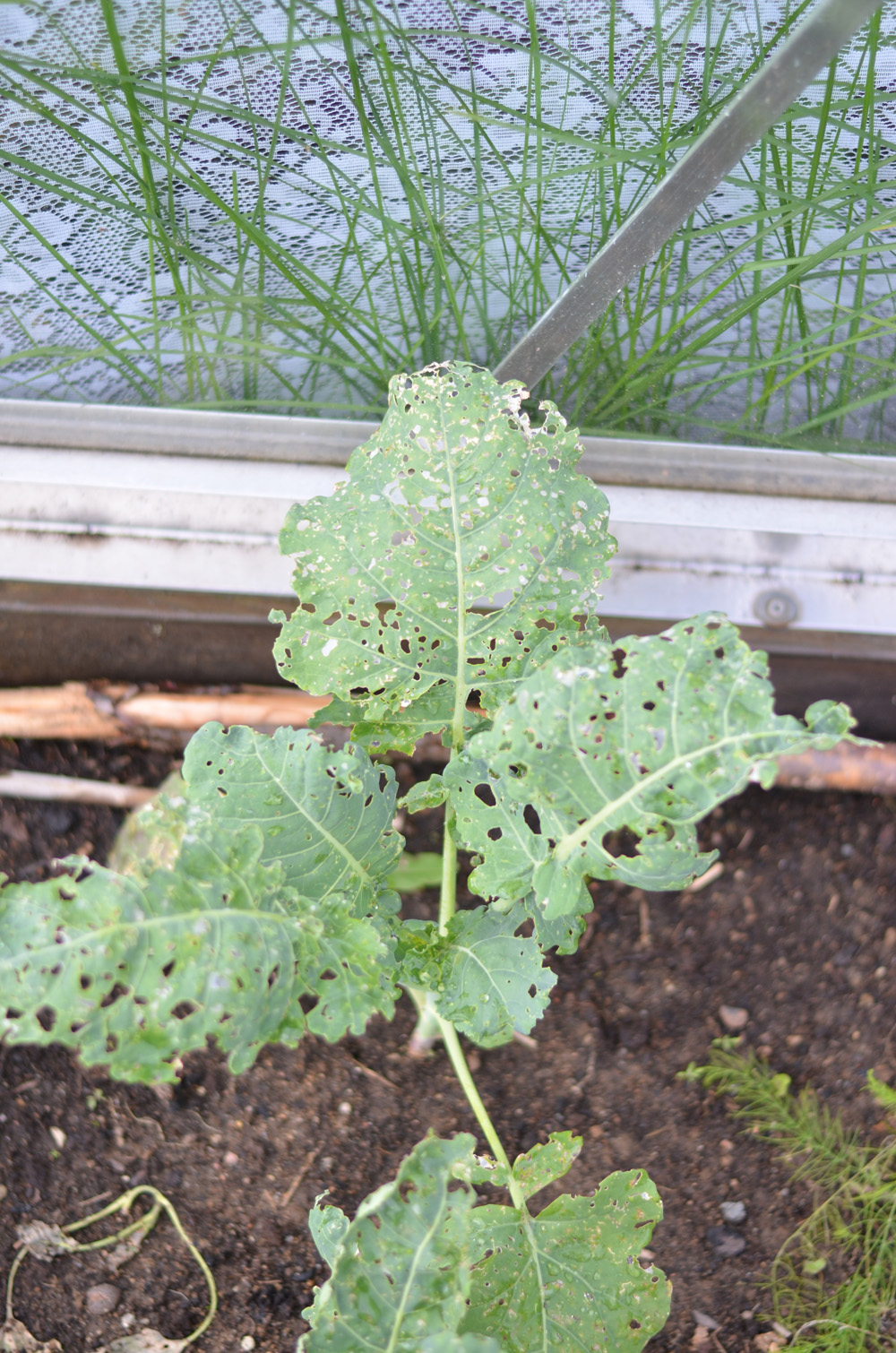 Ohyra broccoli