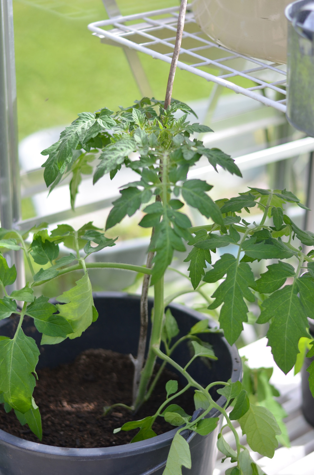 tomaterna