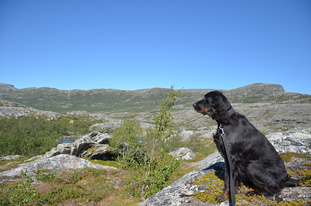 fjällhund