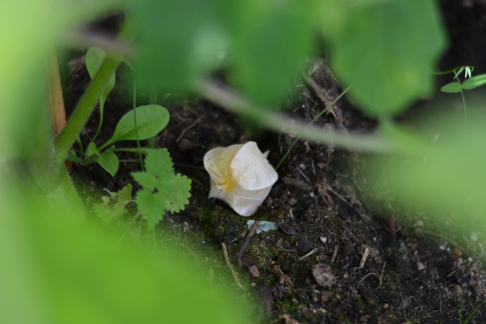 physalis