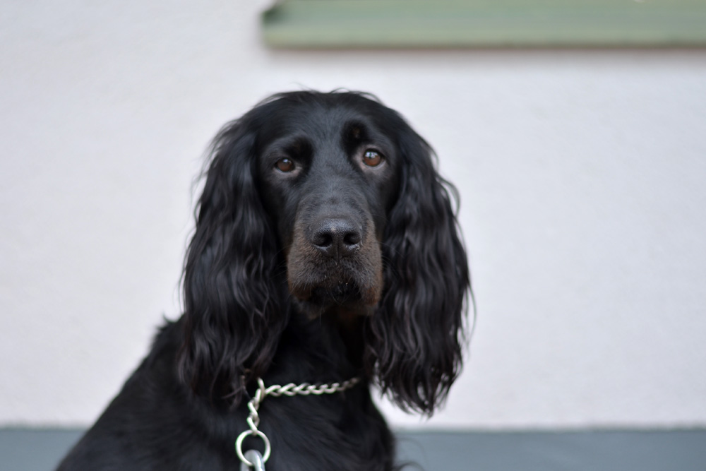 gordonsetter