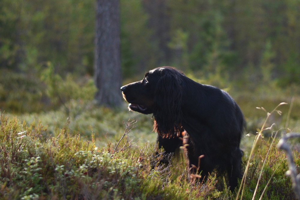 gordonsetter