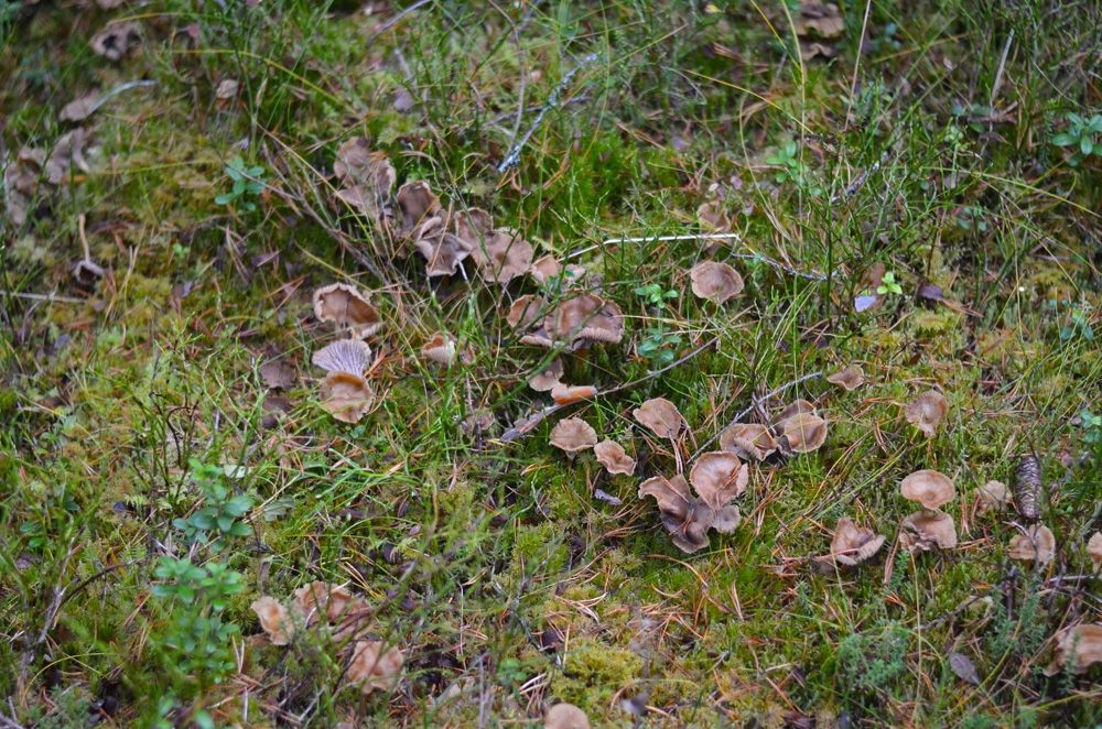 trattkantareller-i-skogen