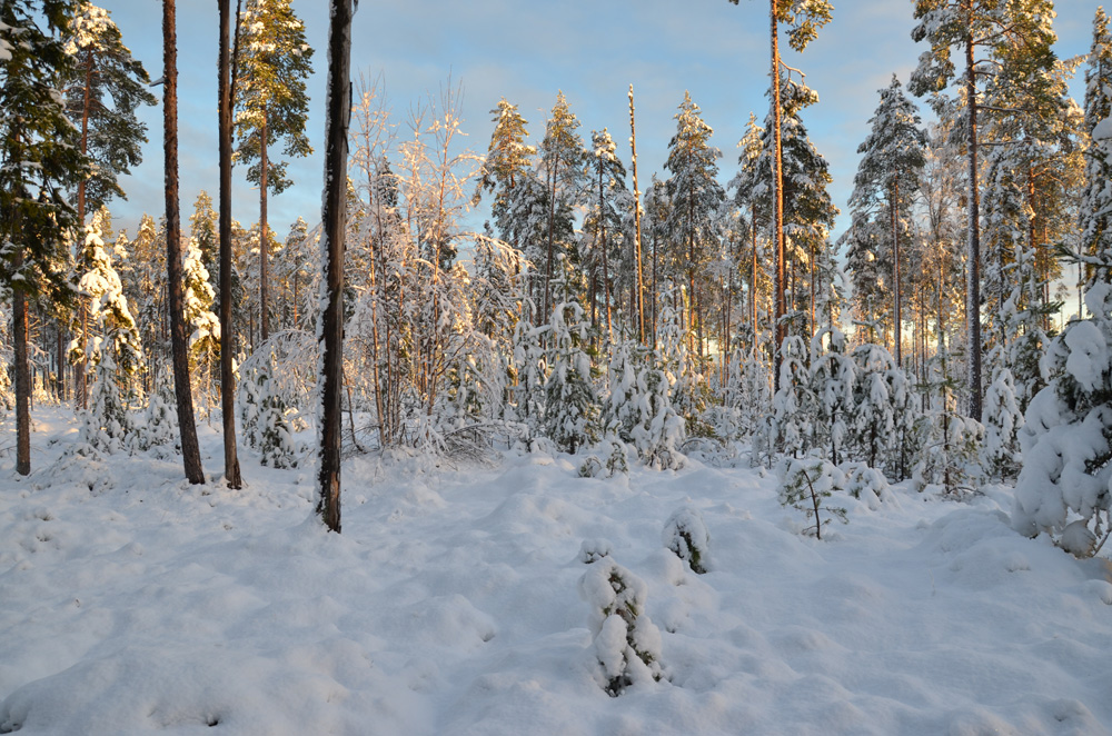 sno-2013