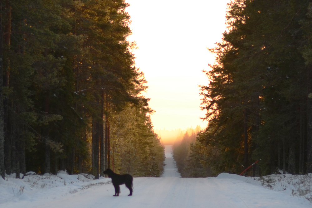 solnedgang-hund