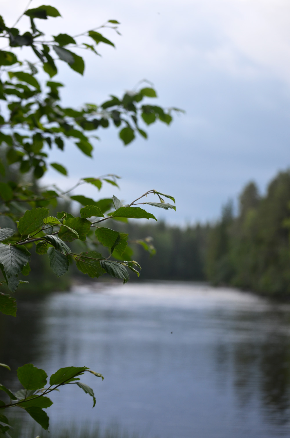 skogslängt