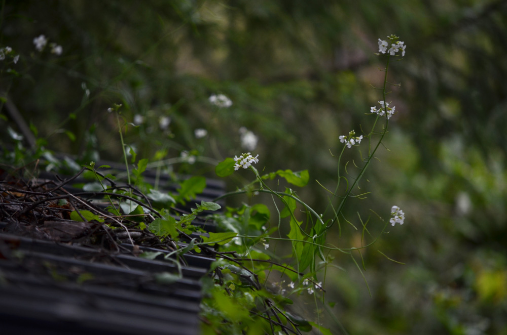 blomma på tak