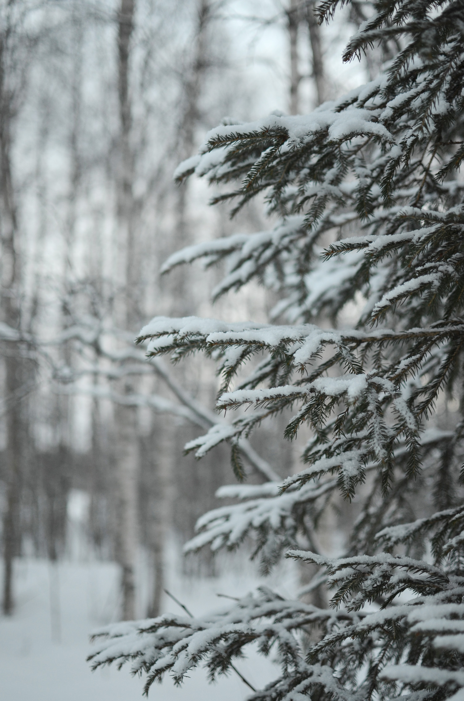 snöig gran