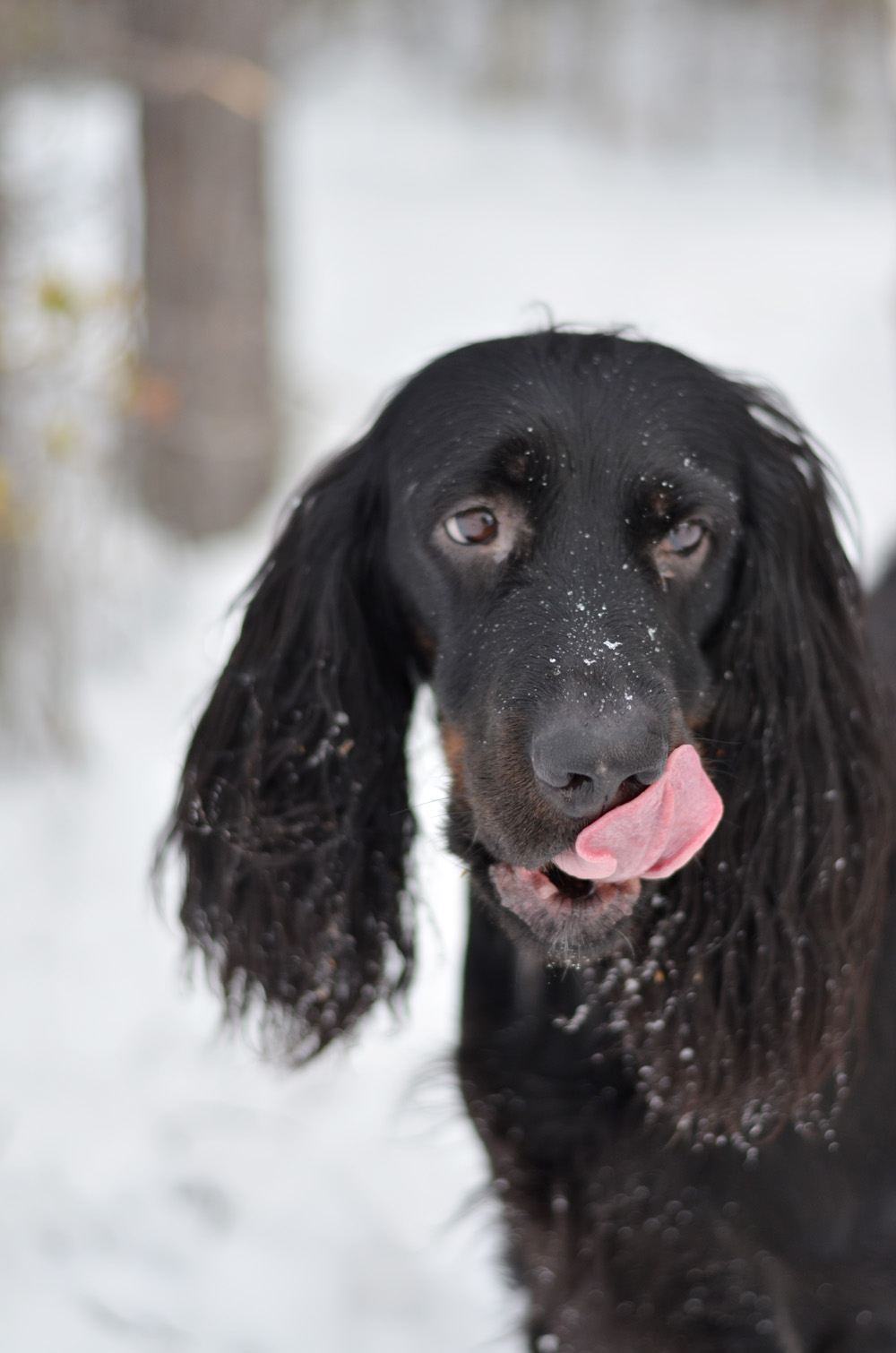 gordonsetter