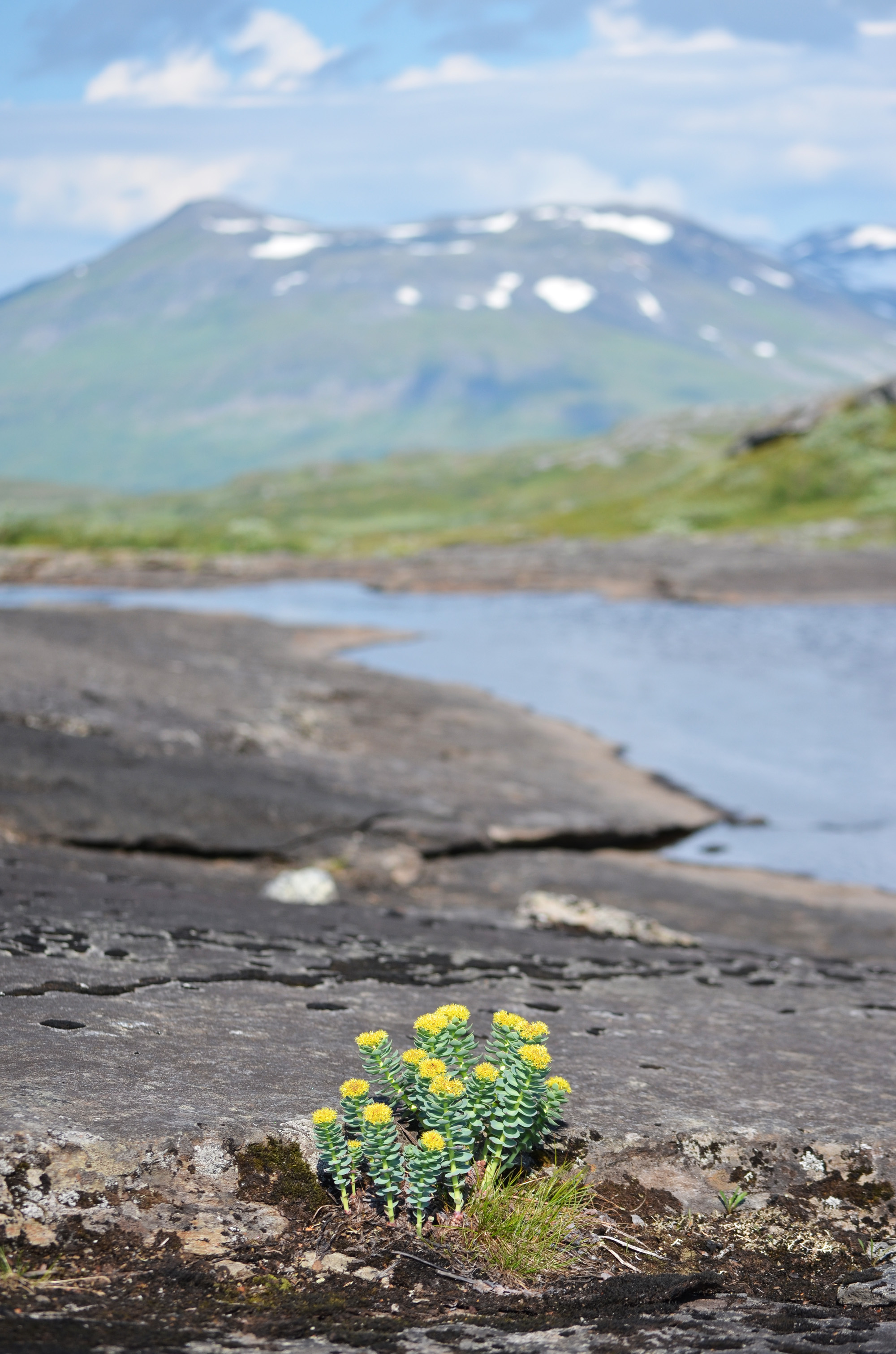 Fjällblomma