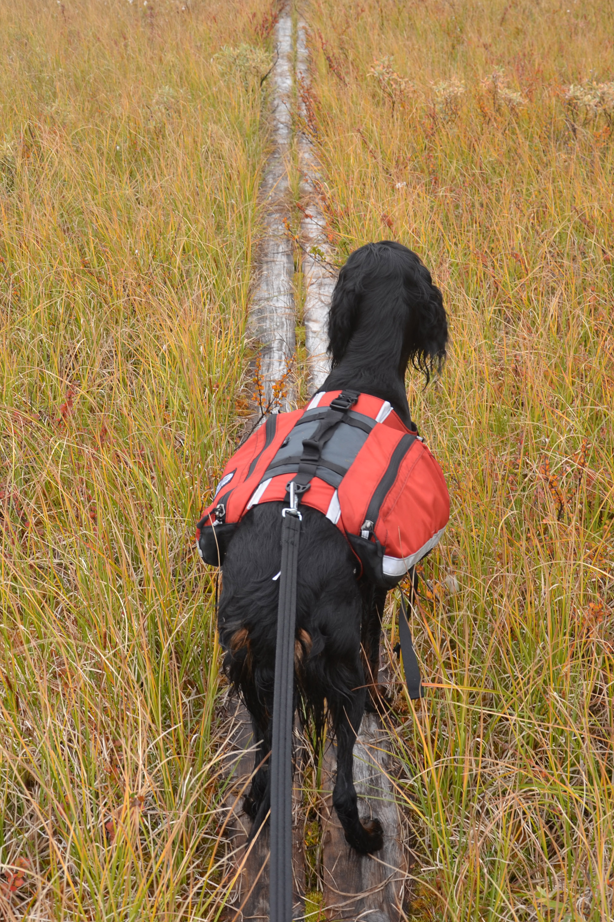 Klövjeväska hund