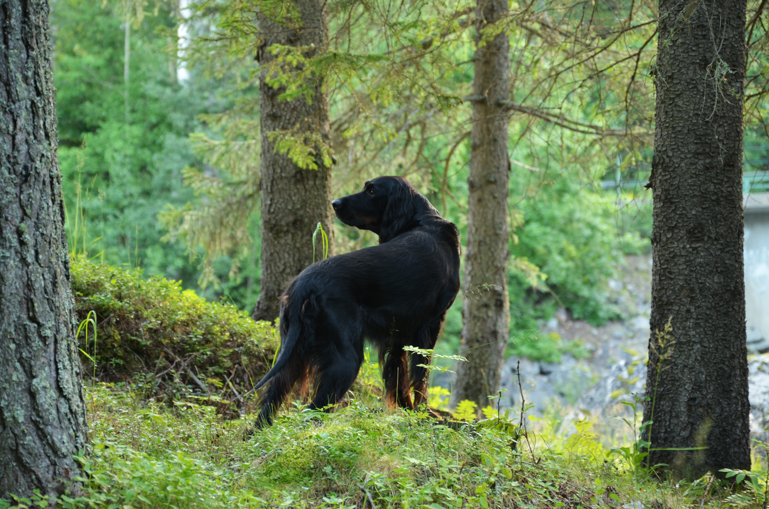 gordon setter