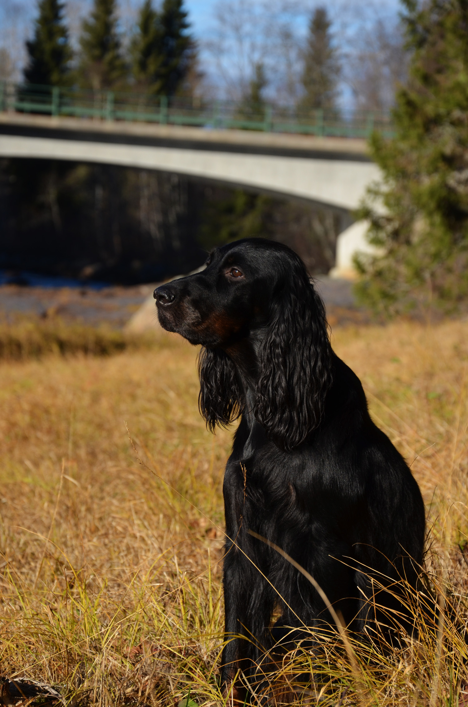 gordonsetter