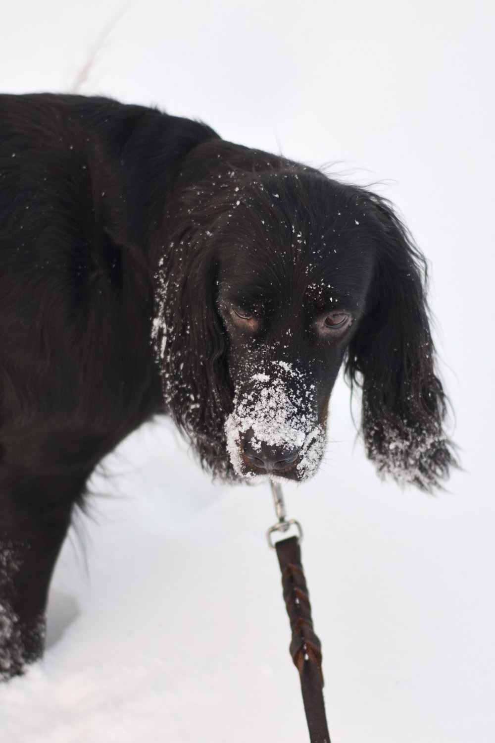 Snöig hund