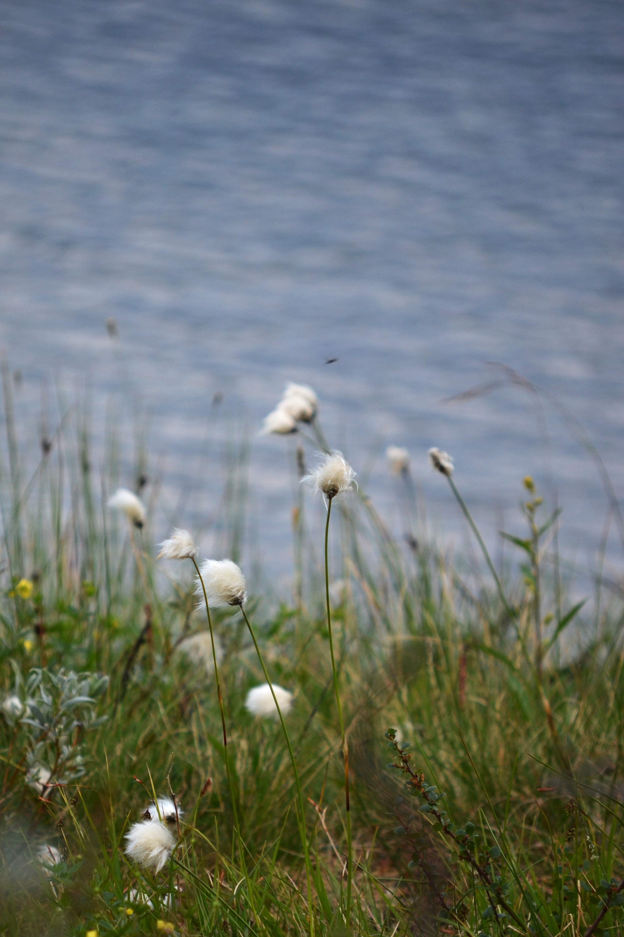 Fjällen