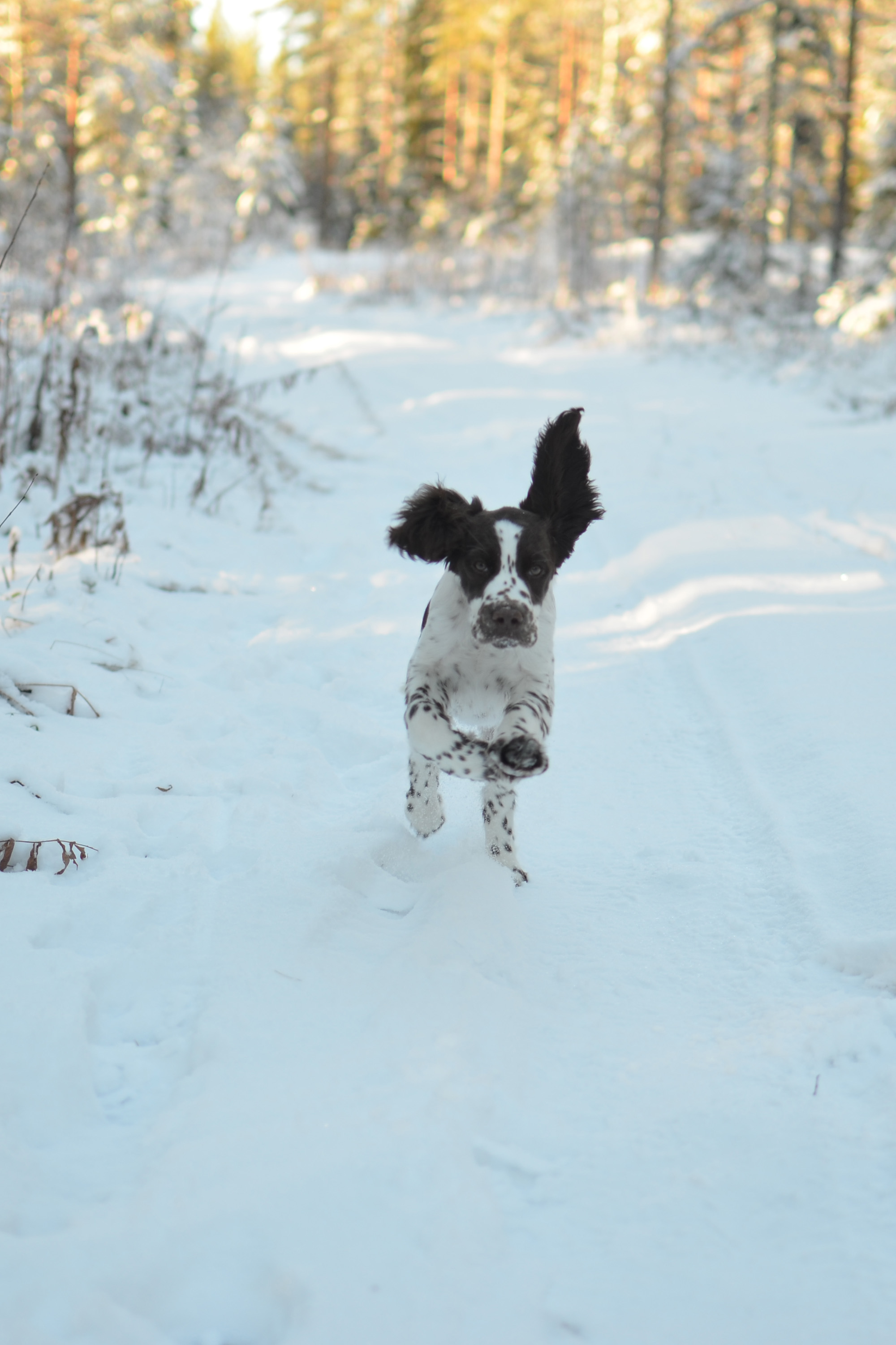 Engelsk Springer Spaniel