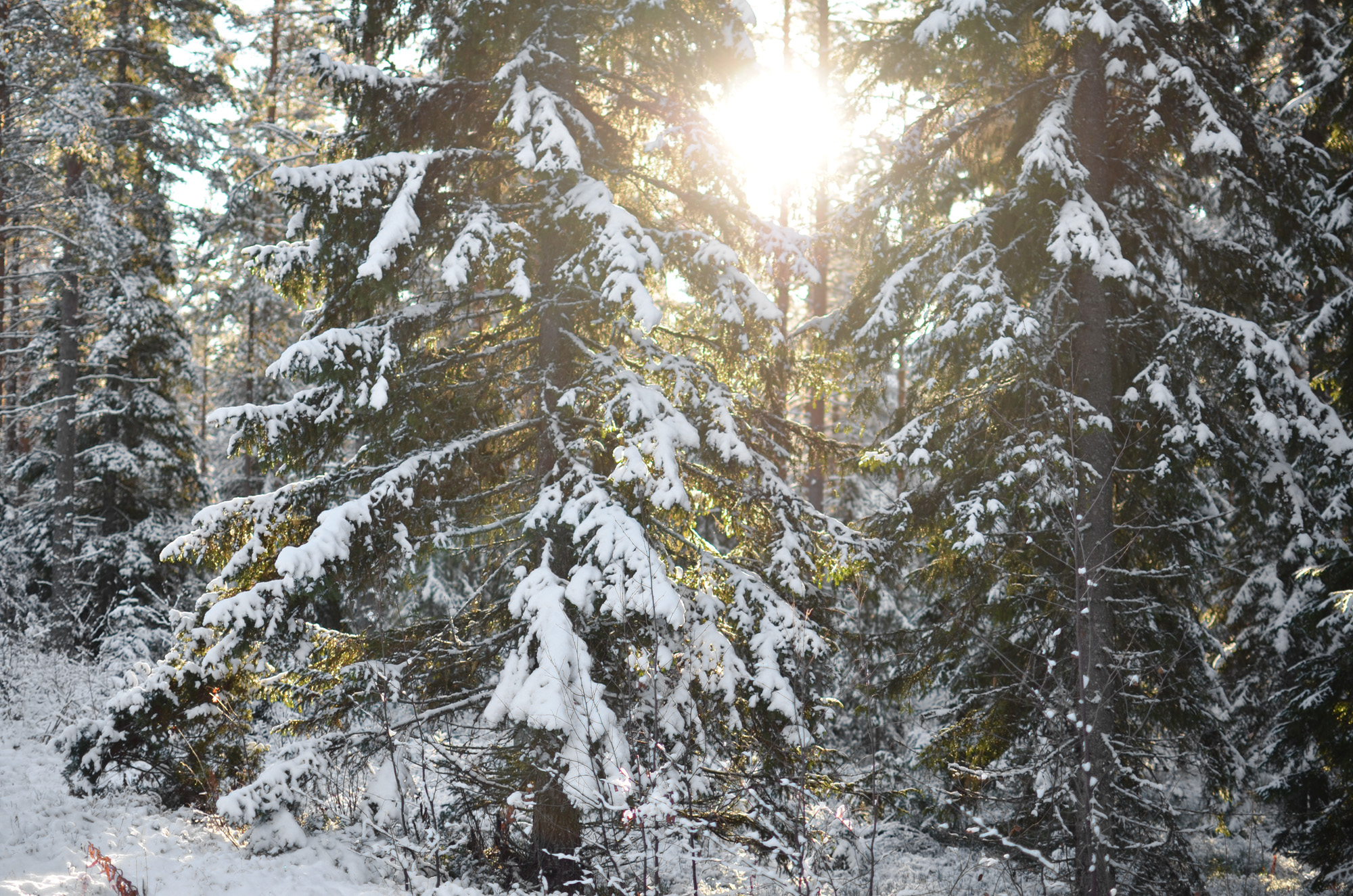 Snöig gran