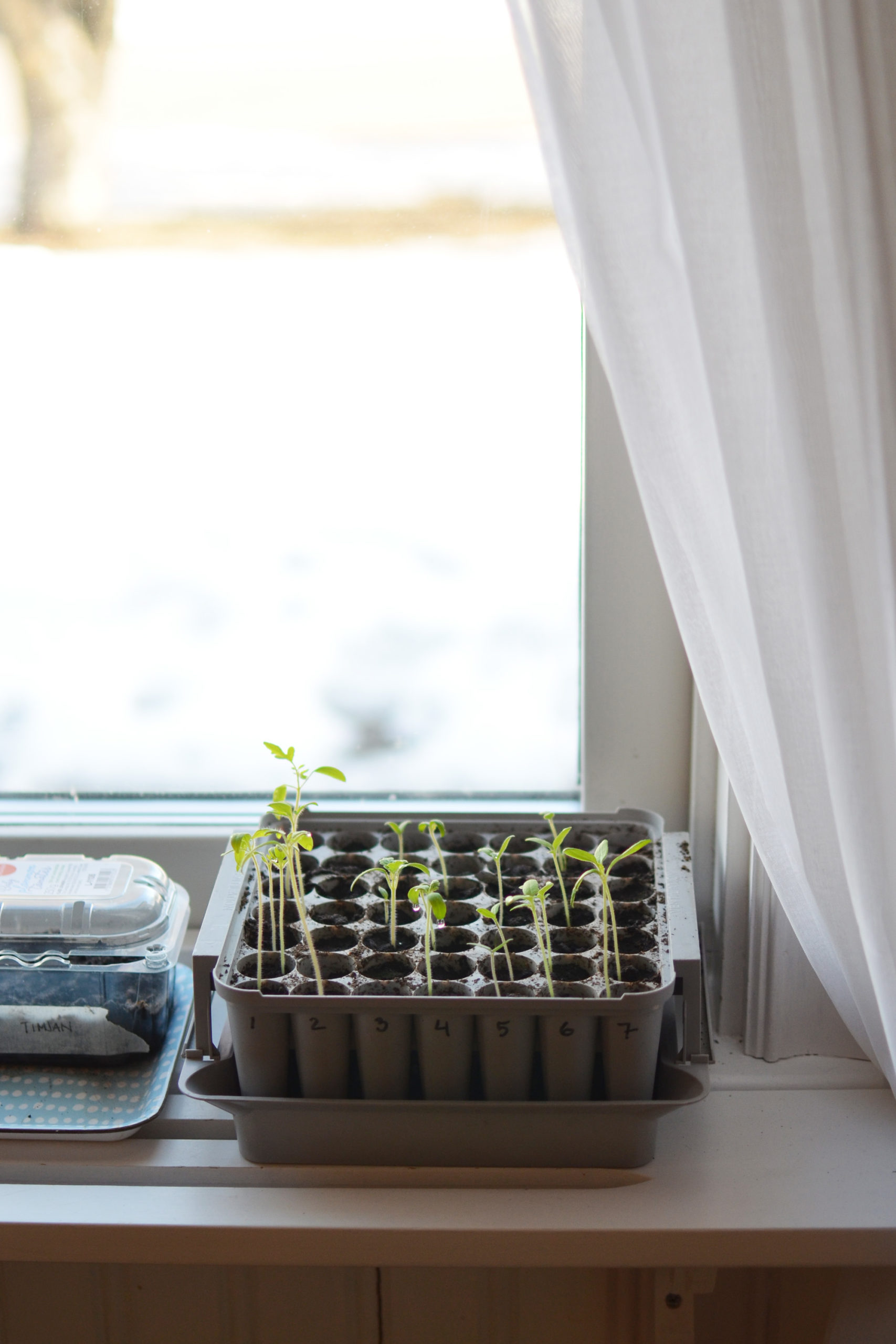 Tomatplantor