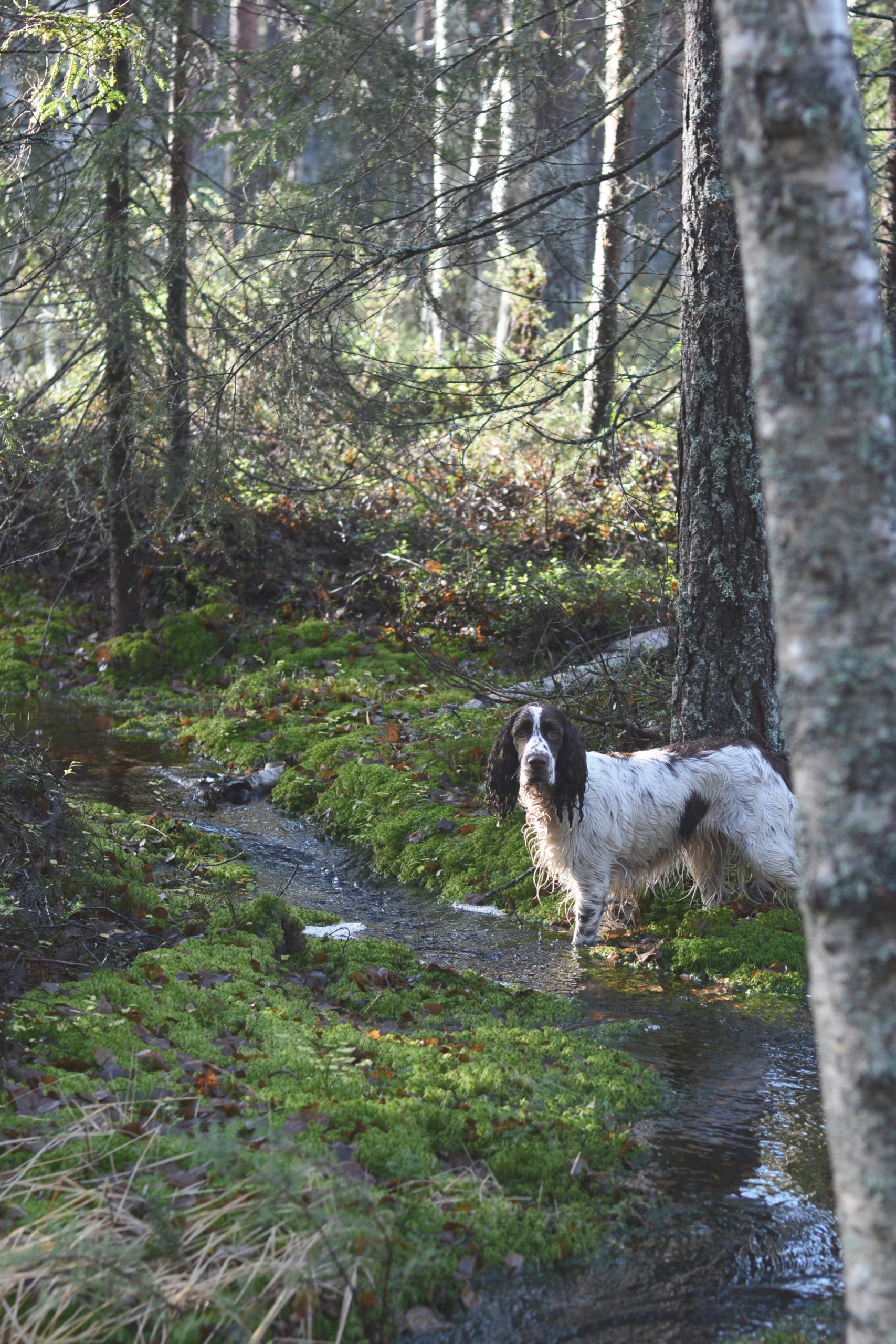 Hunden som älskar att bada