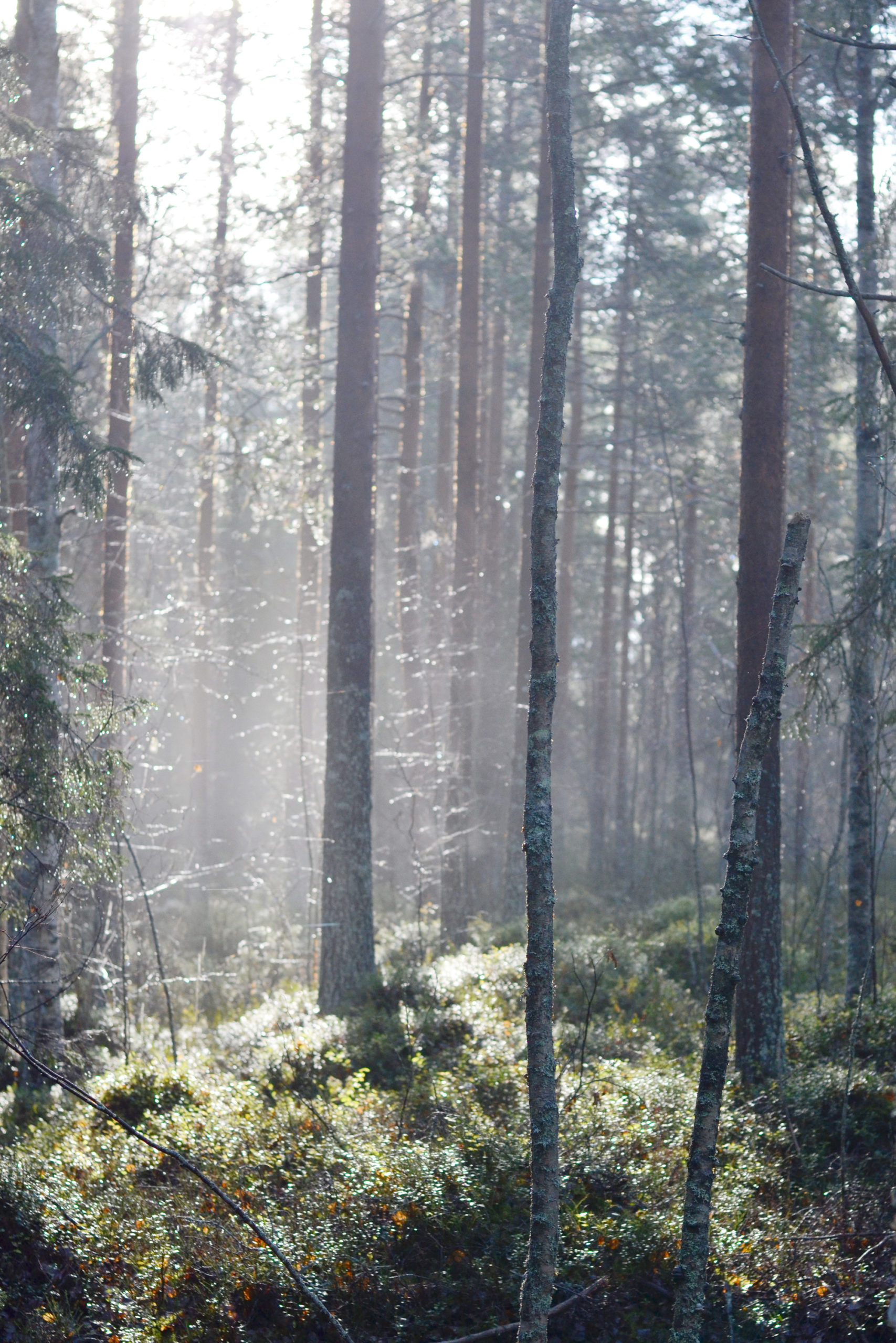 Solstrålar 