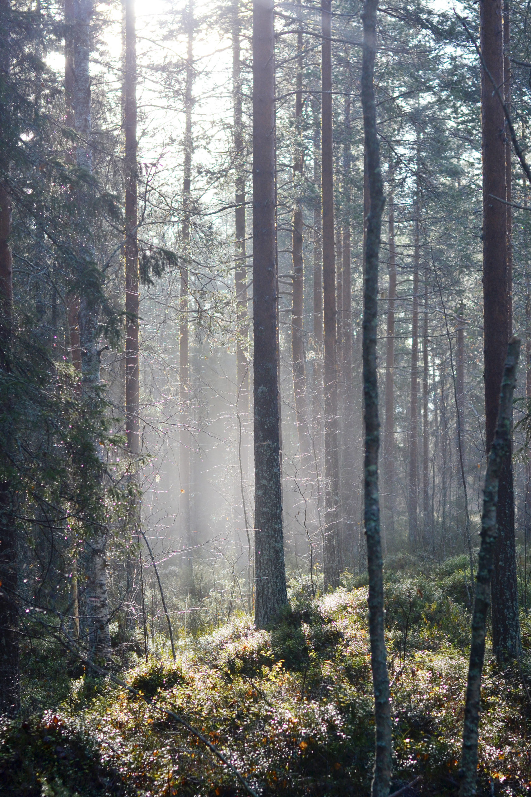 Dimma i skogen