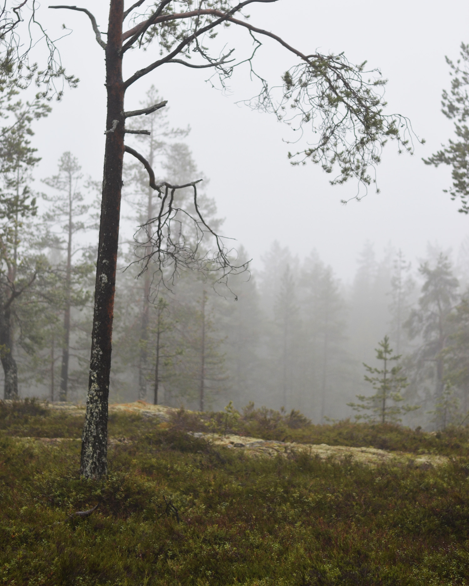 Dimma i skogen